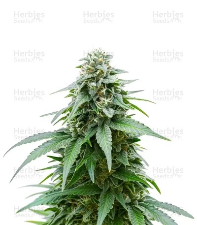 Gelato Seeds (Barney's Farm)