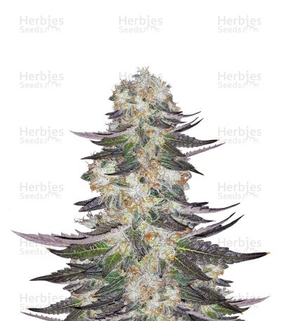 Gelato Seeds (Blimburn Seeds)