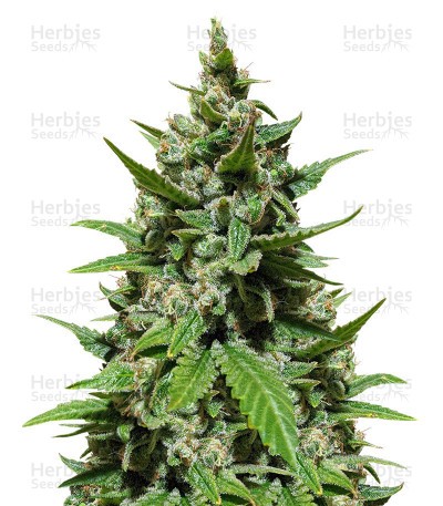 Gelato Seeds From Herbies Seeds
