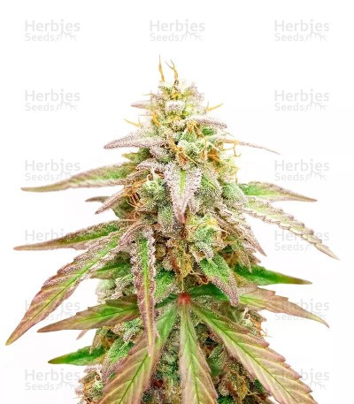 Gelato x Girl Scout Cookies (Herbies Seeds)