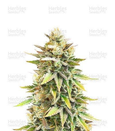 Ghost Chem OG Seeds (Seedkeepers)