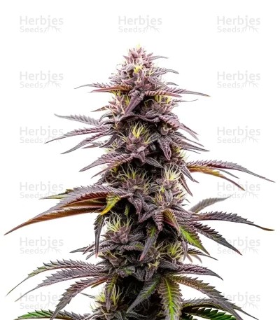 Ghost Train Haze Seeds