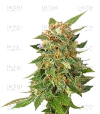 Ginger Punch Auto Seeds