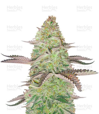 Girl Scout Cookies (Herbies Seeds)