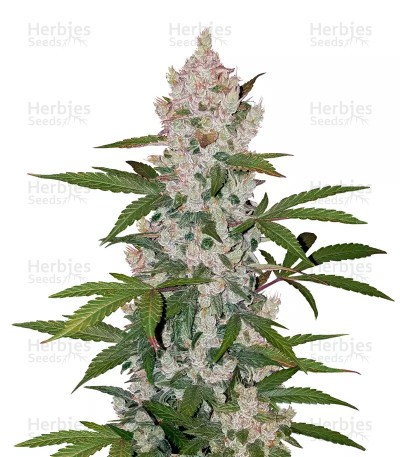 Girl Scout Cookies Auto Auto Seeds