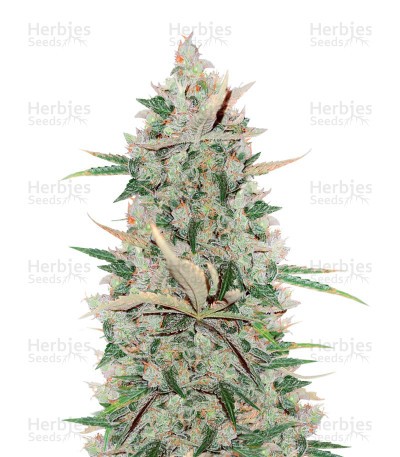Girl Scout Cookies Autoflower (Herbies Seeds)