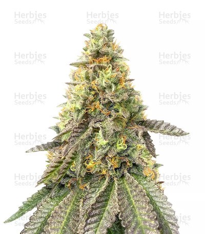 Girl Scout Cookies Fast Version (Herbies Seeds)
