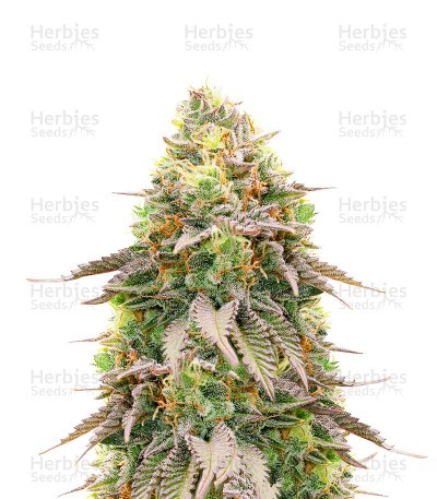 Girl Scout Cookies Seeds (Barney's Farm)