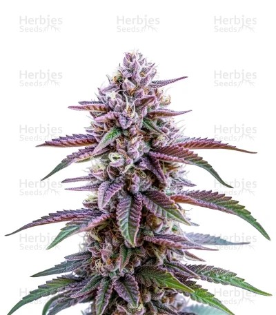Glookies Auto Seeds