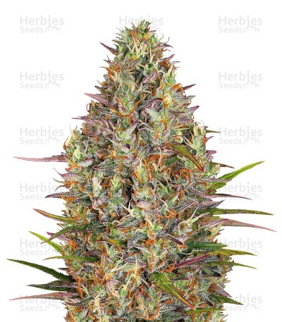 Glue Gelato Auto Seeds