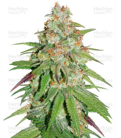 Glueberry O.G. Seeds