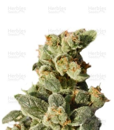 Gnomo Auto Seeds
