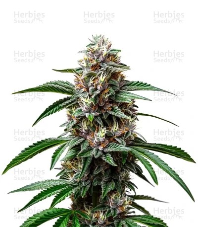 Godfather OG Auto Seeds