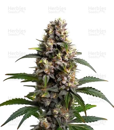 Godfather OG Seeds