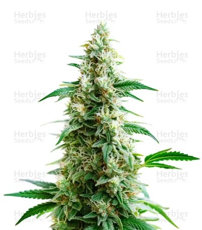 Goji OG Seeds