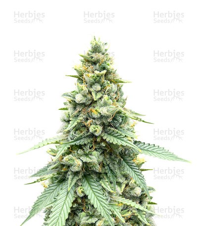 Gorilla Cookies Fast Flowering Seeds (Fast Buds)