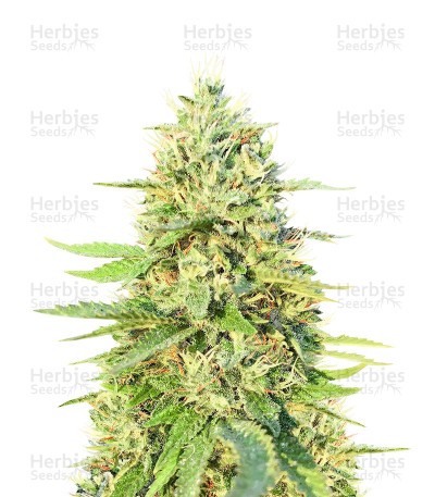 Gorilla G4 Seeds