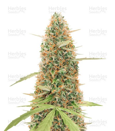Gorilla Glue #4 Autoflower (Herbies Seeds)