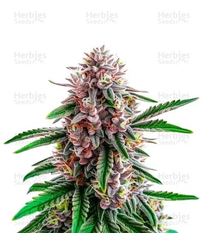 Gorilla Glue Purple Seeds