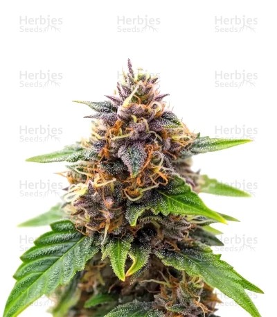 Gorilla King Auto Seeds