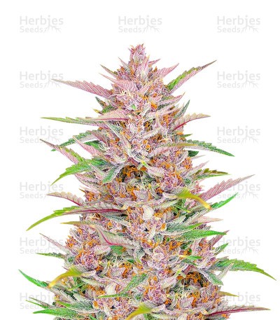 Gorilla Punch Seeds