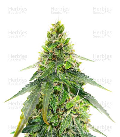 Gorilla Purple Seeds (EGS)