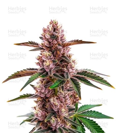 Gorilla Sherbet Seeds