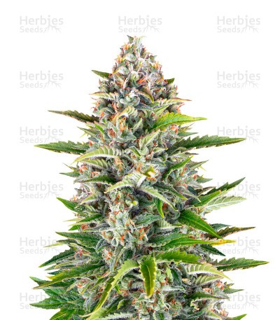 Gorilla Z Seeds (Barney’s Farm)
