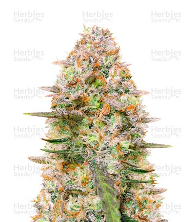 Gorilla Z Seeds (Fast Buds)