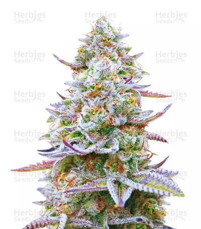 Gorilla Z Seeds