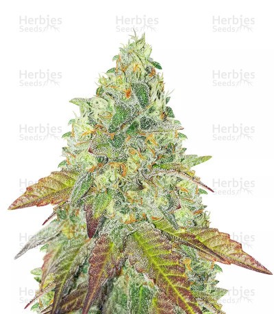 Grand Daddy Purple Fast Version (Herbies Seeds)