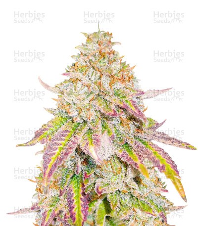 Grandaddy Banner Seeds (AlphaFem Seeds)