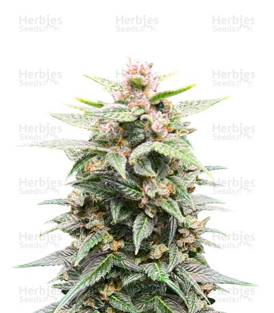 Grandaddy Purple (Herbies Seeds)