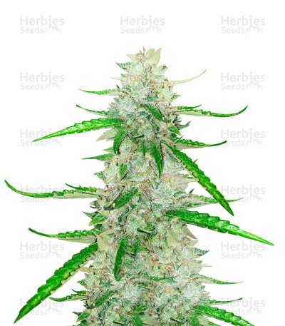 Grandaddy Purple Autoflower (Herbies Seeds)