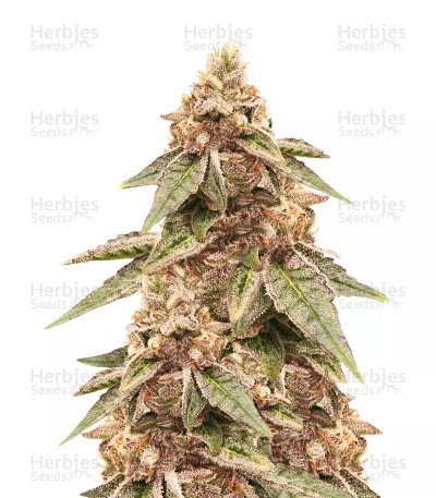 Grandaddy Purple Seeds