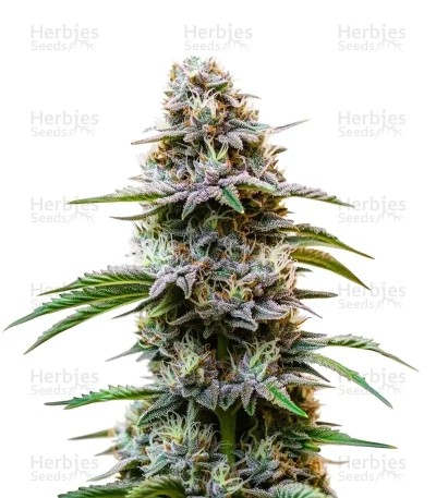 Granddaddy Purple Auto Seeds