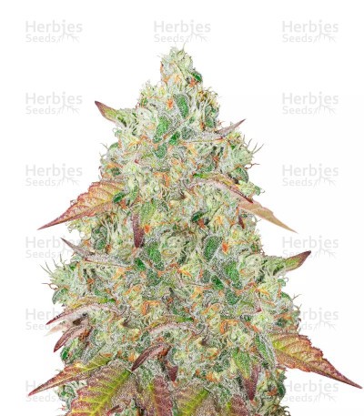 Grandmommy Purple Seeds (Herbies Seeds)