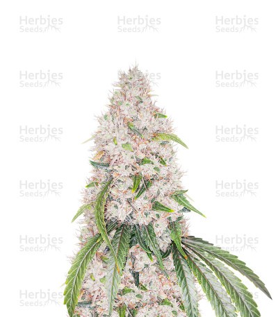 Grape Ape (Herbies Seeds)