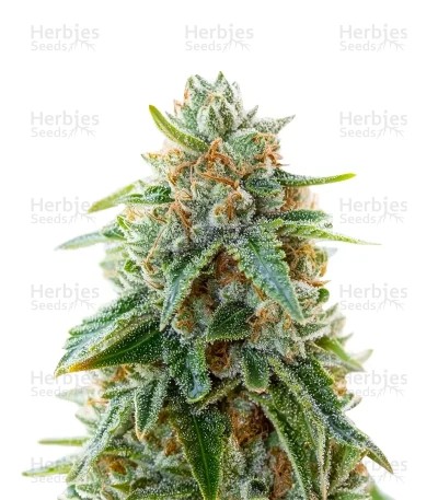 Grape Stomper Seeds