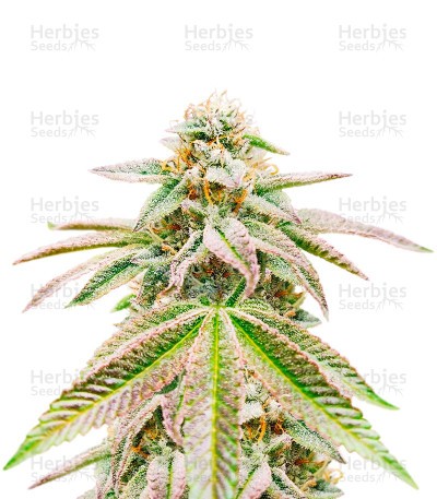 Great White Shark Auto (Herbies Seeds)