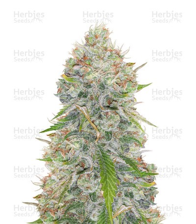 Great White Shark Seeds
