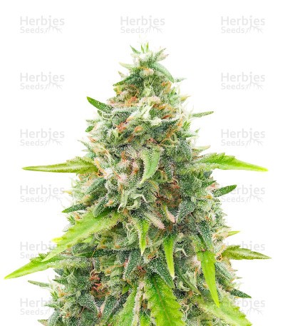 Green Crack Fast Version (Herbies Seeds)
