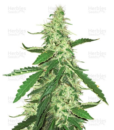 Green Crack Seeds (Blimburn Seeds)
