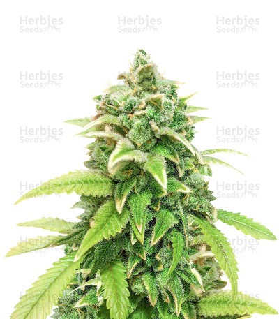 Green Crack Seeds