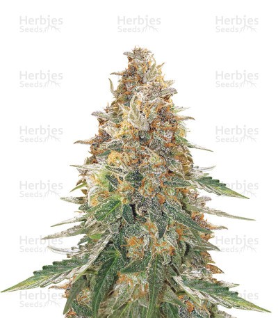 Green Gelato Automatic Seeds (Royal Queen Seeds)