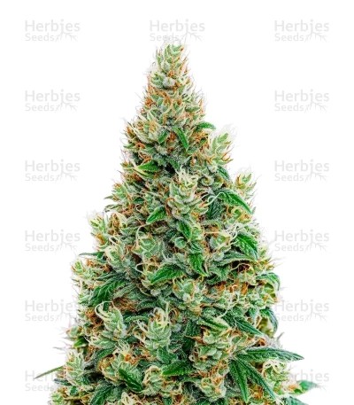 Green-O-Matic Auto Seeds