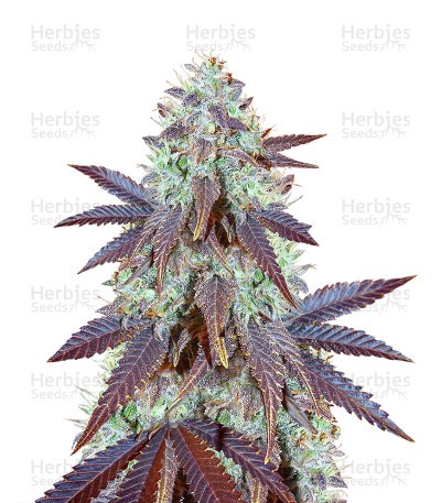Grizzly Purple Kush Seeds