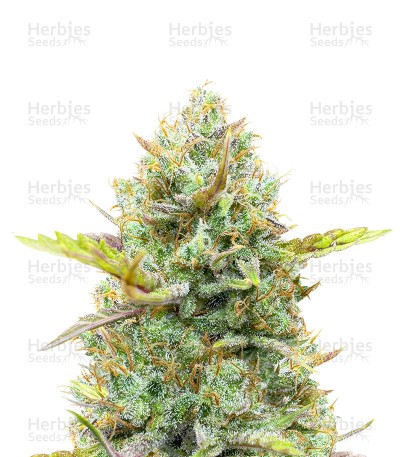 Guava Auto Seeds