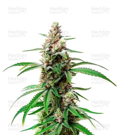 Gush Mints Strain Seeds