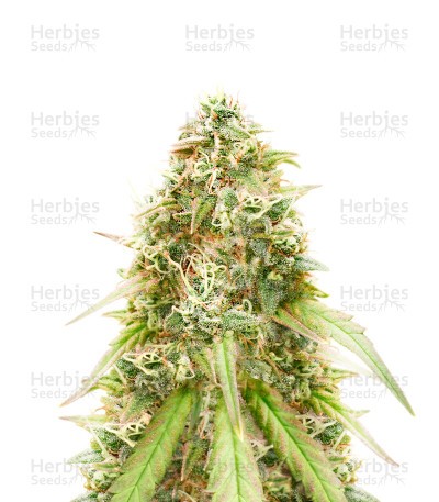 Harlequin CBD (Herbies Seeds)